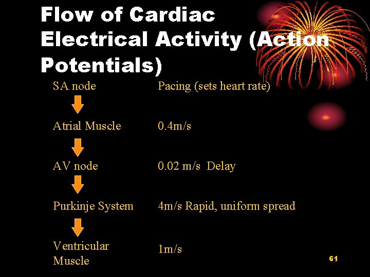 Flow of Cardiac Electrical Activity (Action Potentials) SA node Pacing (sets heart rate) Atrial