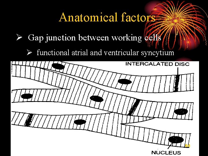 Anatomical factors Ø Gap junction between working cells Ø functional atrial and ventricular syncytium