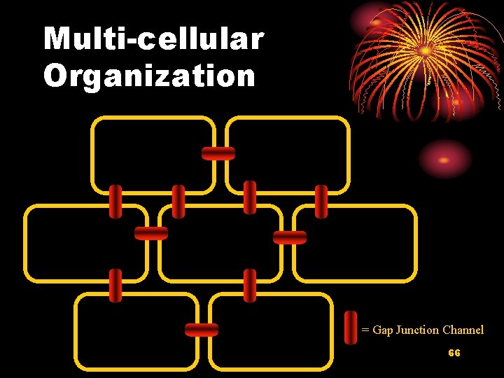 Multi-cellular Organization = Gap Junction Channel 66 