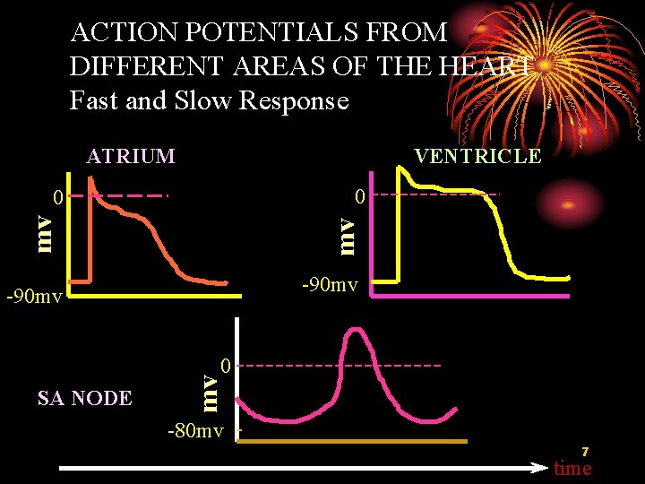 ACTION POTENTIALS FROM DIFFERENT AREAS OF THE HEART Fast and Slow Response ATRIUM VENTRICLE