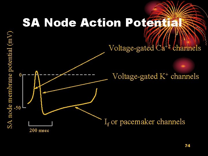 SA node membrane potential (m. V) SA Node Action Potential Voltage-gated Ca+2 channels Voltage-gated