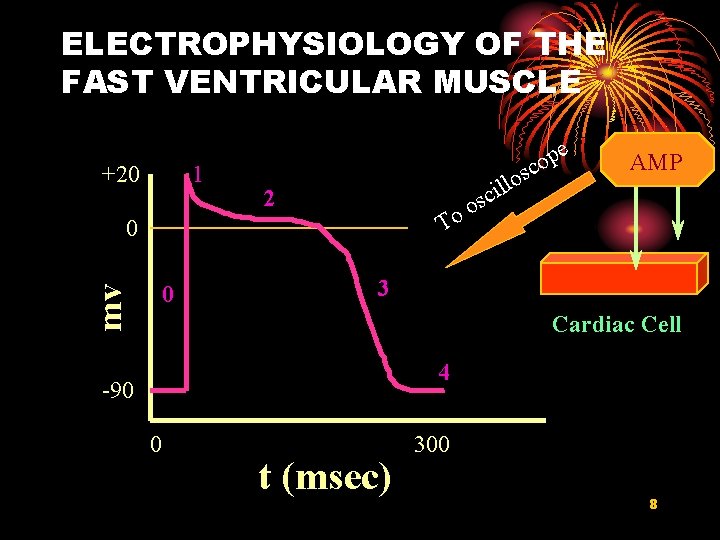 ELECTROPHYSIOLOGY OF THE FAST VENTRICULAR MUSCLE +20 1 e p o c s lo