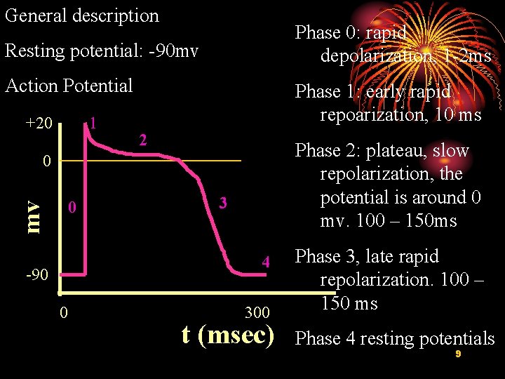 General description Phase 0: rapid depolarization, 1 -2 ms Resting potential: -90 mv Action