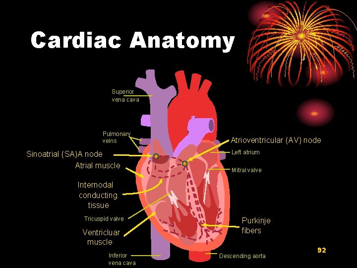 Cardiac Anatomy Superior vena cava Pulmonary veins Sinoatrial (SA)A node Atrial muscle Atrioventricular (AV)