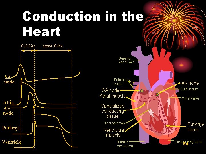Conduction in the Heart 0. 12 -0. 2 s approx. 0. 44 s Superior
