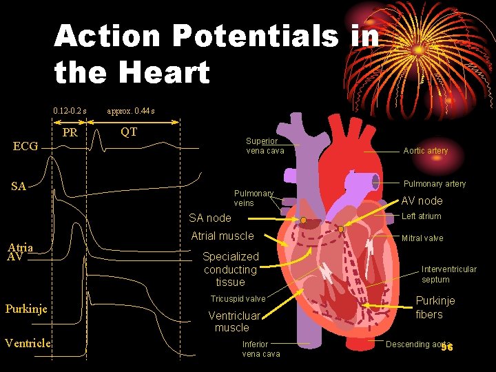 Action Potentials in the Heart 0. 12 -0. 2 s approx. 0. 44 s