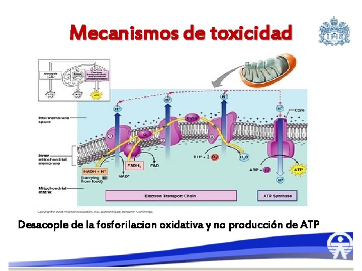 Mecanismos de toxicidad Desacople de la fosforilacion oxidativa y no producción de ATP 