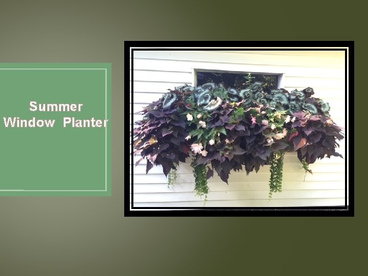 Summer Window Planter 