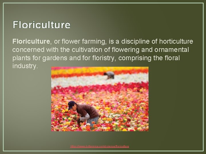 Floriculture, or flower farming, is a discipline of horticulture concerned with the cultivation of