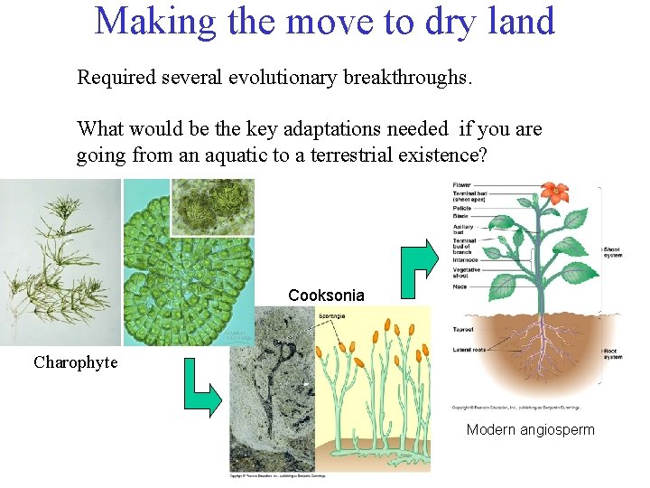 Making the move to dry land Required several evolutionary breakthroughs. What would be the