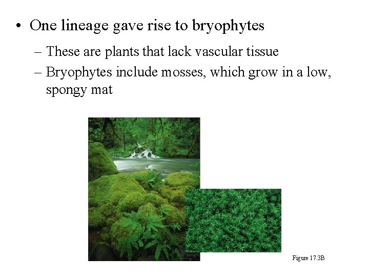  • One lineage gave rise to bryophytes – These are plants that lack