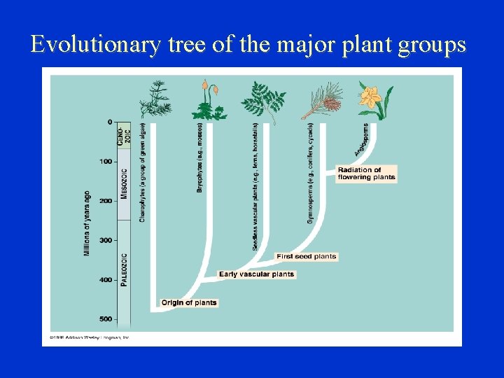 Evolutionary tree of the major plant groups 