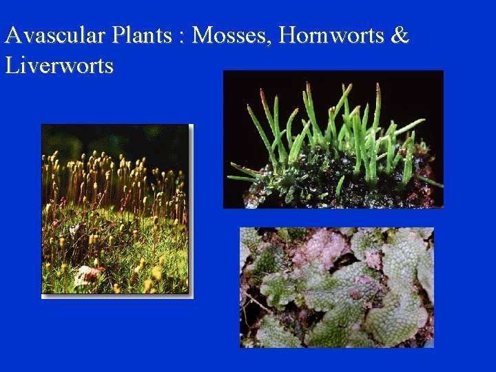 Avascular Plants : Mosses, Hornworts & Liverworts 