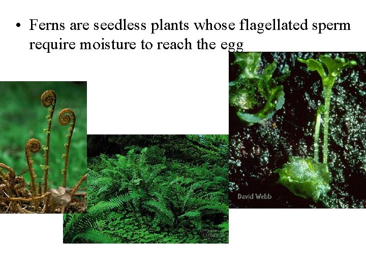  • Ferns are seedless plants whose flagellated sperm require moisture to reach the