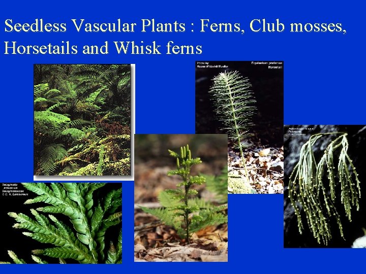 Seedless Vascular Plants : Ferns, Club mosses, Horsetails and Whisk ferns 