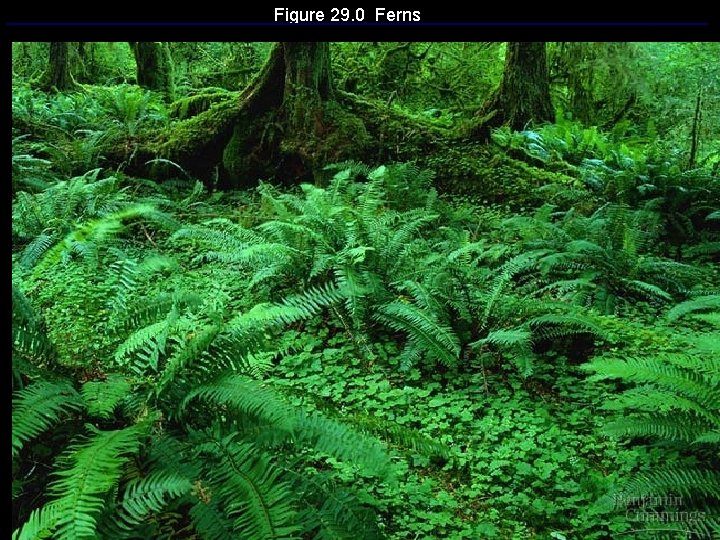 Figure 29. 0 Ferns 