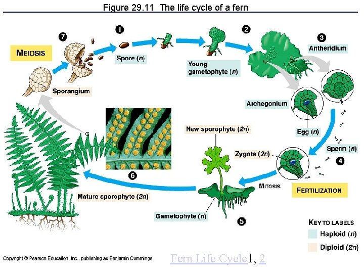 Figure 29. 11 The life cycle of a fern Fern Life Cycle 1, 2