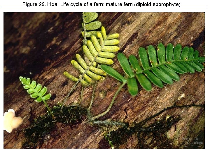 Figure 29. 11 xa Life cycle of a fern: mature fern (diploid sporophyte) 