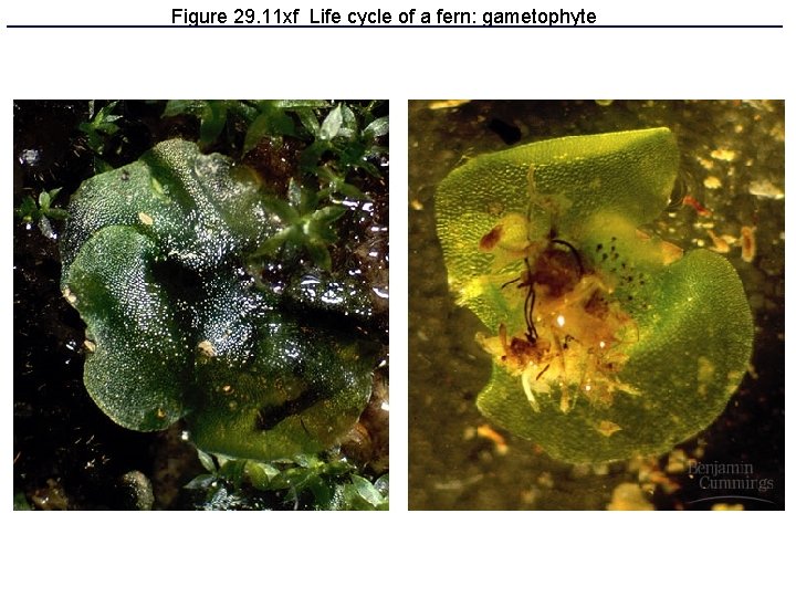 Figure 29. 11 xf Life cycle of a fern: gametophyte 