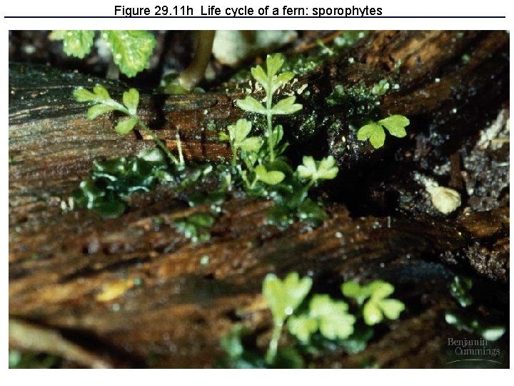 Figure 29. 11 h Life cycle of a fern: sporophytes 
