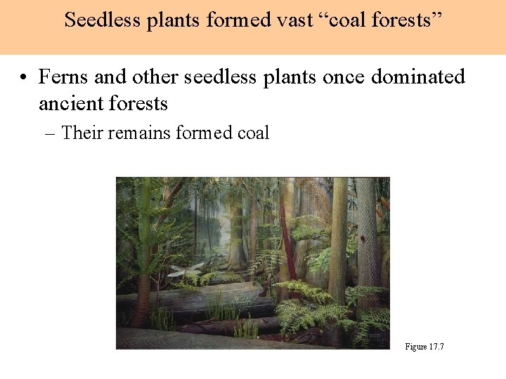 Seedless plants formed vast “coal forests” • Ferns and other seedless plants once dominated