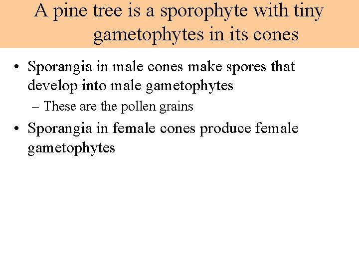 A pine tree is a sporophyte with tiny gametophytes in its cones • Sporangia