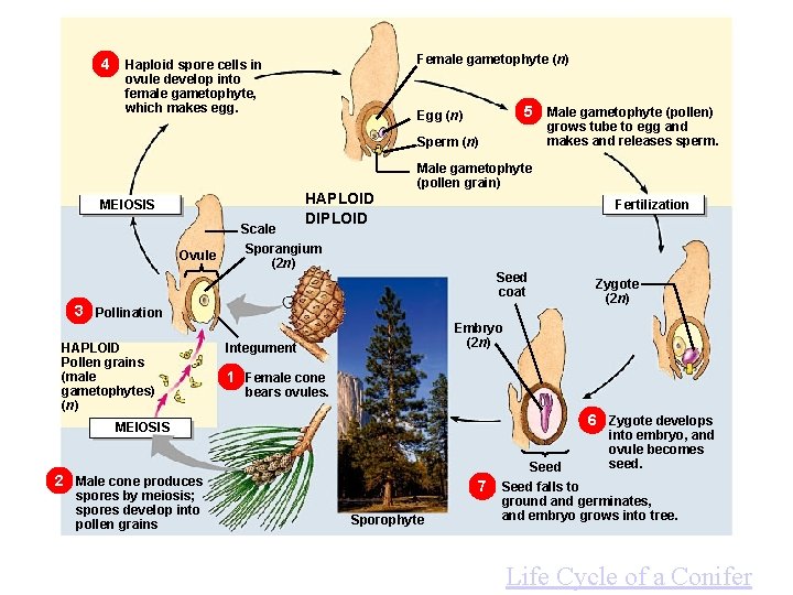 4 Female gametophyte (n) Haploid spore cells in ovule develop into female gametophyte, which