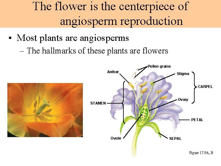 The flower is the centerpiece of angiosperm reproduction • Most plants are angiosperms –