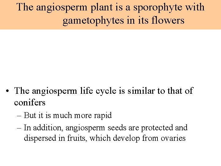 The angiosperm plant is a sporophyte with gametophytes in its flowers • The angiosperm