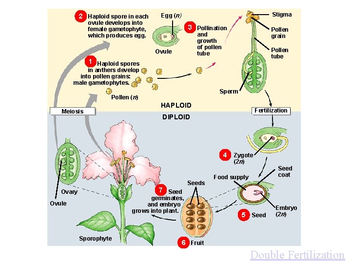 2 Haploid spore in each Stigma Egg (n) ovule develops into female gametophyte, which