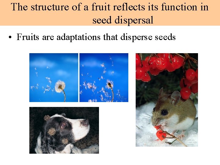 The structure of a fruit reflects its function in seed dispersal • Fruits are