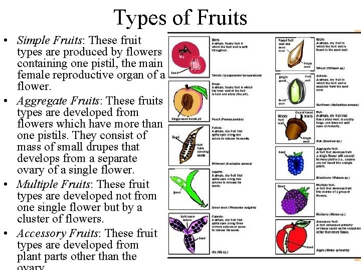 Types of Fruits • Simple Fruits: These fruit types are produced by flowers containing