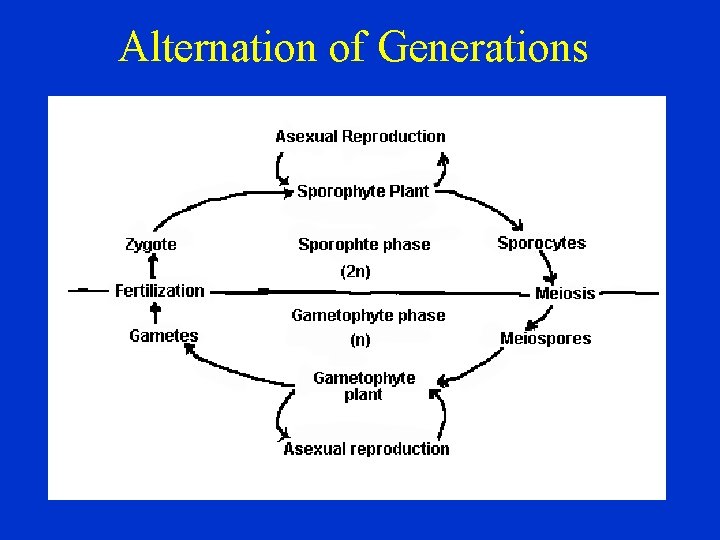 Alternation of Generations 