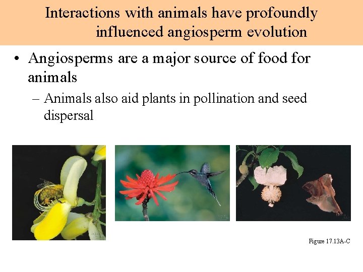 Interactions with animals have profoundly influenced angiosperm evolution • Angiosperms are a major source