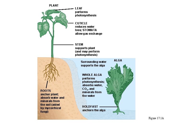 PLANT LEAF performs photosynthesis CUTICLE reduces water loss; STOMATA allow gas exchange STEM supports