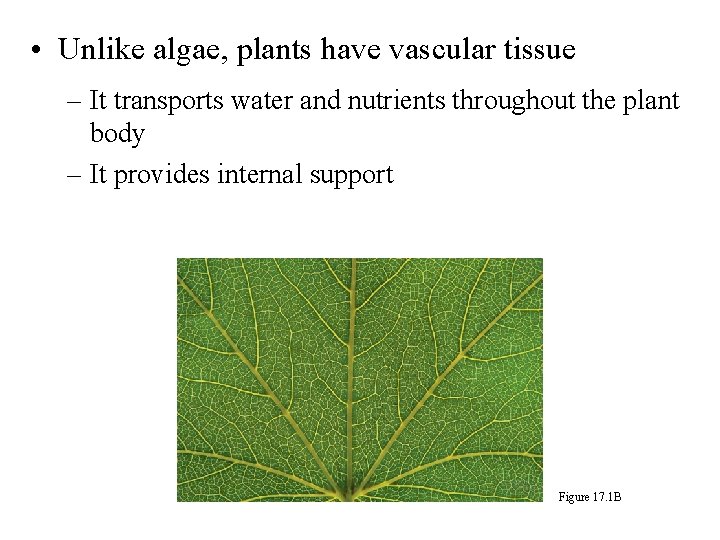  • Unlike algae, plants have vascular tissue – It transports water and nutrients