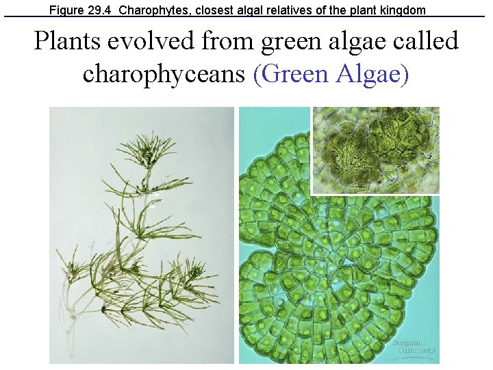 Figure 29. 4 Charophytes, closest algal relatives of the plant kingdom Plants evolved from