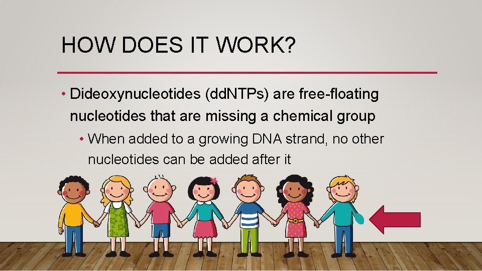 HOW DOES IT WORK? • Dideoxynucleotides (dd. NTPs) are free-floating nucleotides that are missing