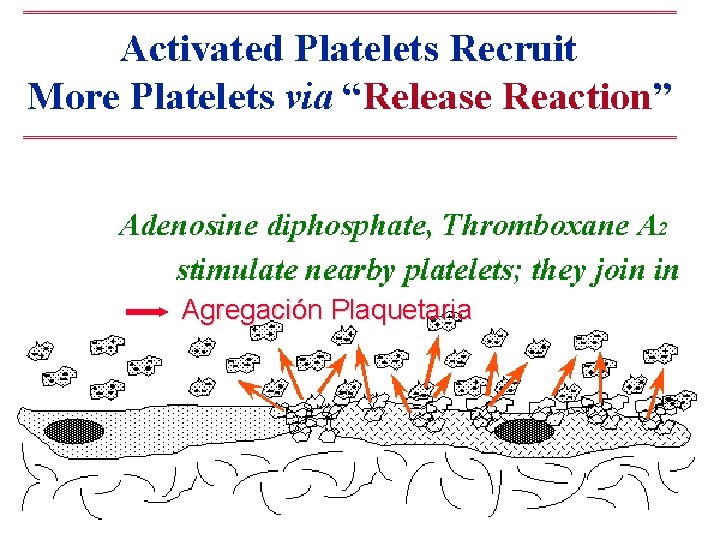 Agregación Plaquetaria 