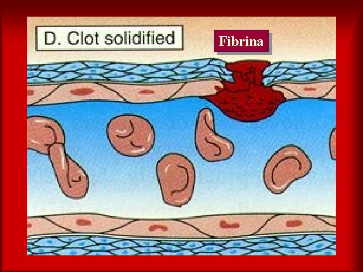 Fibrina 