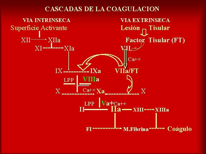 CASCADAS DE LA COAGULACION VIA INTRINSECA VIA EXTRINSECA Superficie Activante XII Lesión XIIa Factor