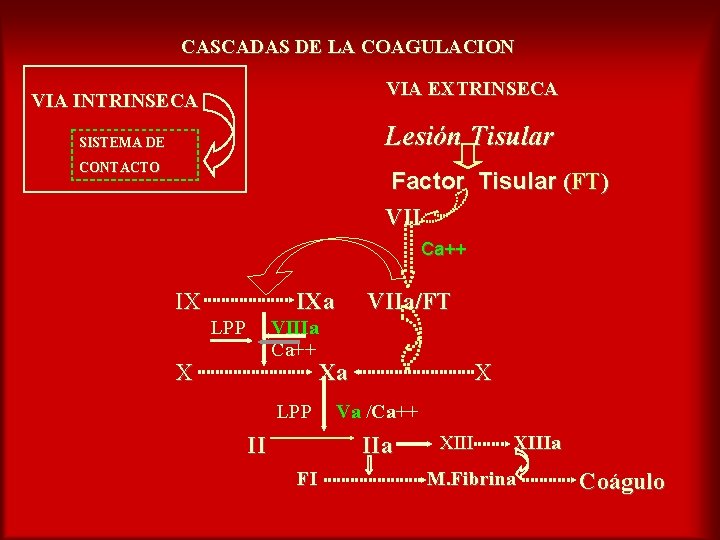CASCADAS DE LA COAGULACION VIA EXTRINSECA VIA INTRINSECA Lesión Tisular SISTEMA DE CONTACTO Factor