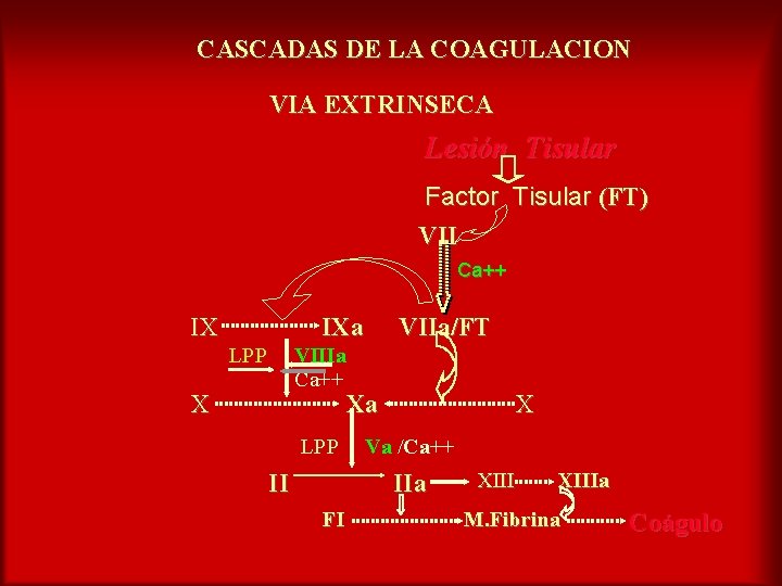 CASCADAS DE LA COAGULACION VIA EXTRINSECA Lesión Tisular Factor Tisular (FT) VII Ca++ IX