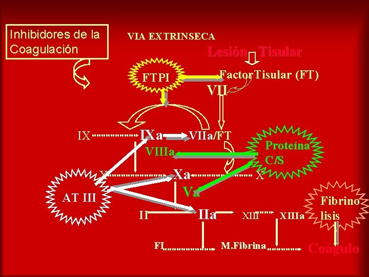 Inhibidores de la Coagulación VIA EXTRINSECA Lesión Tisular Factor. Tisular (FT) FTPI VII IXa
