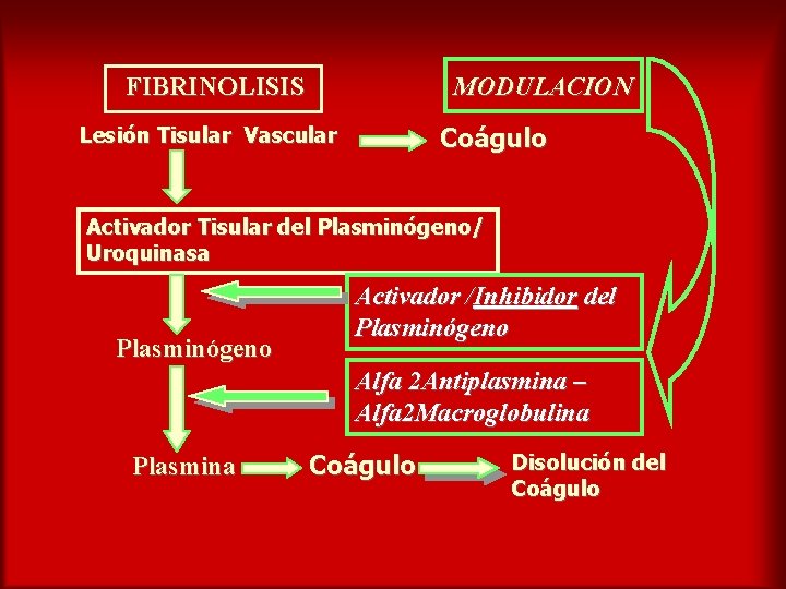 FIBRINOLISIS MODULACION Coágulo Lesión Tisular Vascular Activador Tisular del Plasminógeno/ Uroquinasa Plasminógeno Activador /Inhibidor