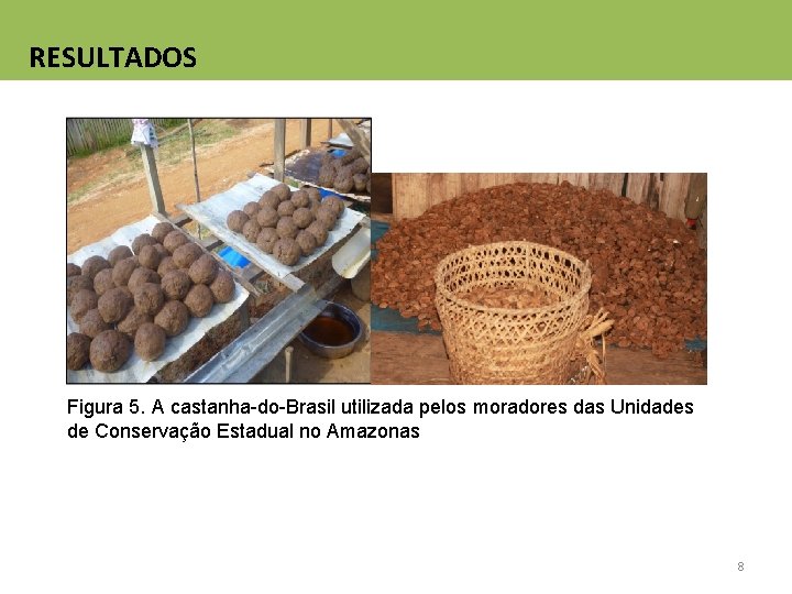 RESULTADOS Figura 5. A castanha-do-Brasil utilizada pelos moradores das Unidades de Conservação Estadual no