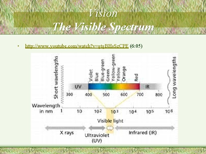 Vision The Visible Spectrum http: //www. youtube. com/watch? v=gtg. BHs. Sz. CPE (6: 05)