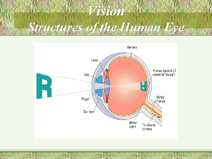 Vision Structures of the Human Eye 