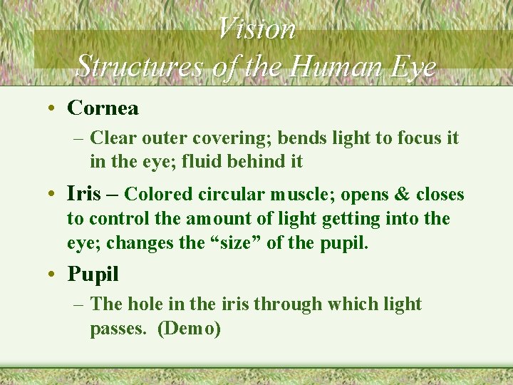 Vision Structures of the Human Eye • Cornea – Clear outer covering; bends light