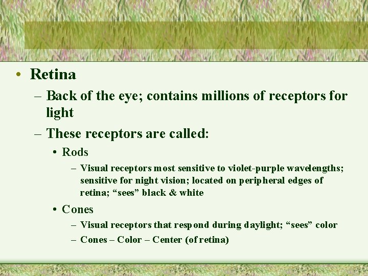  • Retina – Back of the eye; contains millions of receptors for light